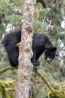 USA, Alaska. Black bear climbs tree at Anan Bear Observatory, Tongass National Forest. Art Print